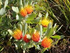 Leucospermum mundii