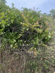 Flacourtia indica