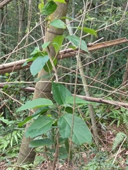 Jasminanthes mucronata