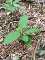 Jasminanthes mucronata