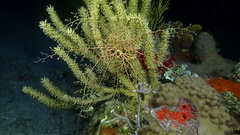 Astrophyton muricatum