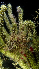 Astrophyton muricatum