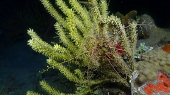 Astrophyton muricatum