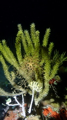 Astrophyton muricatum