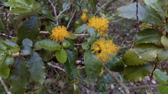 Azara serrata