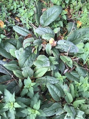 Rumex sanguineus