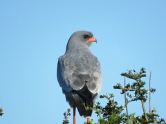 Melierax canorus canorus