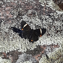Riodina lycisca