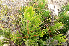 Leucadendron muirii