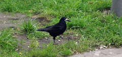 Corvus frugilegus