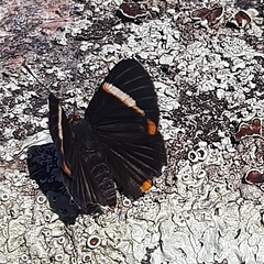 Riodina lycisca