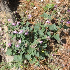 Mirabilis comata