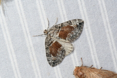 Dysstroma hersiliata