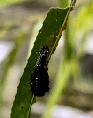 Chrysomela scripta