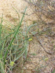 Hypocrites scabriusculus