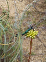 Hypocrites scabriusculus