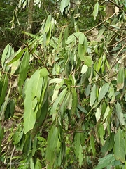 Machilus zuihoensis mushaensis