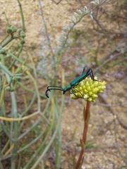 Hypocrites scabriusculus