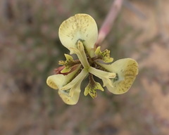 Moraea unguiculata