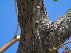 Polycleptidella chilensis