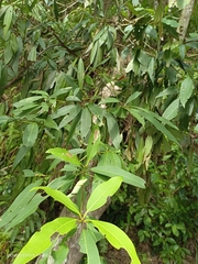 Machilus zuihoensis mushaensis