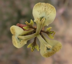 Moraea unguiculata
