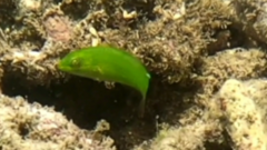 Halichoeres chloropterus