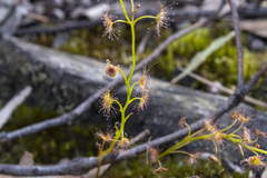 Drosera auriculata