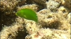 Halichoeres chloropterus