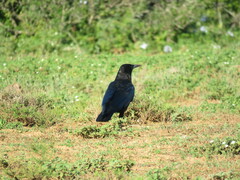 Corvus capensis capensis