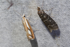 Catoptria latiradiellus