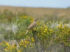 Certhilauda curvirostris brevirostris