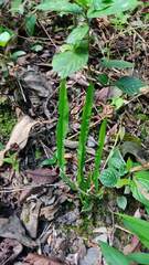 Baccharis trimera