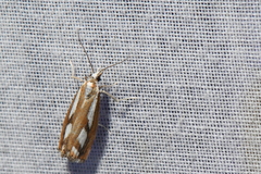 Catoptria latiradiellus