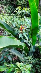 Heliconia latispatha
