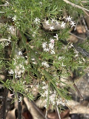 Asparagus densiflorus