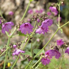 Mirabilis comata