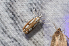 Catoptria latiradiellus