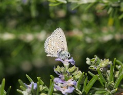 Polyommatus hispana