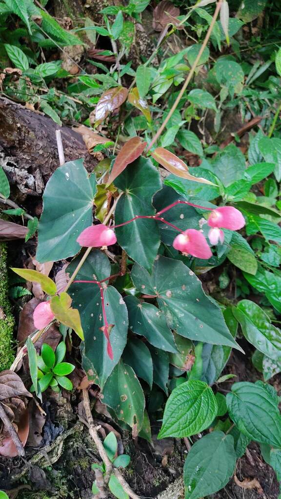 Begonia fissistyla