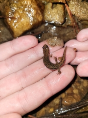 Desmognathus