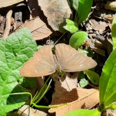 Papilionoidea