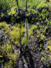 Disa obtusa hottentotica