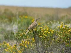 Certhilauda curvirostris brevirostris