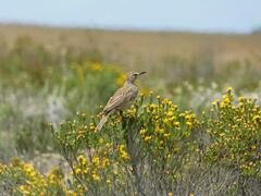Certhilauda curvirostris brevirostris