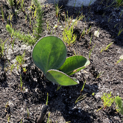 Mairia coriacea