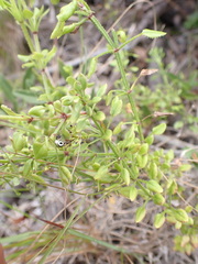 Rubia petiolaris