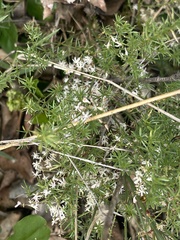 Asparagus densiflorus