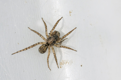 Arctosa perita