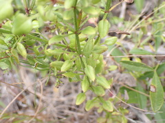 Rubia petiolaris